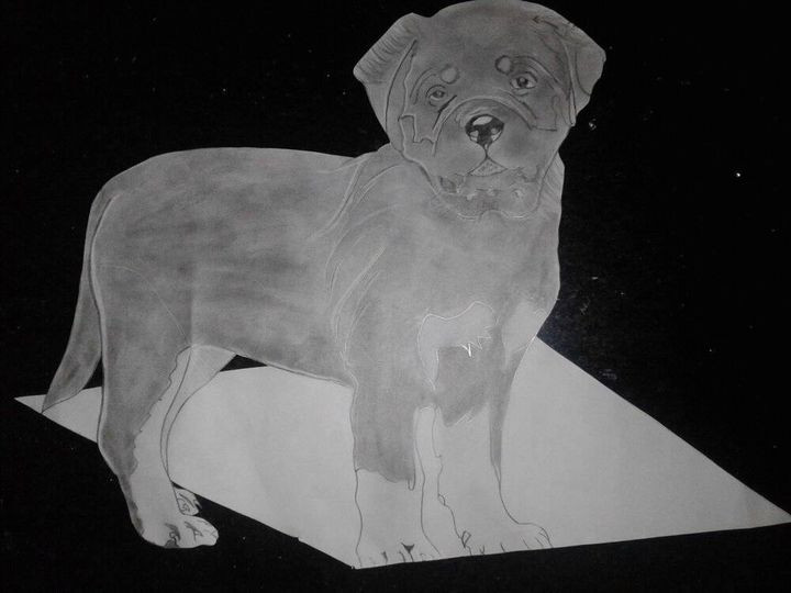 Pet 2